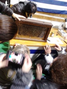 μελέτη της κοινωνίας των μελισσών σε διάφανη κυψέλη